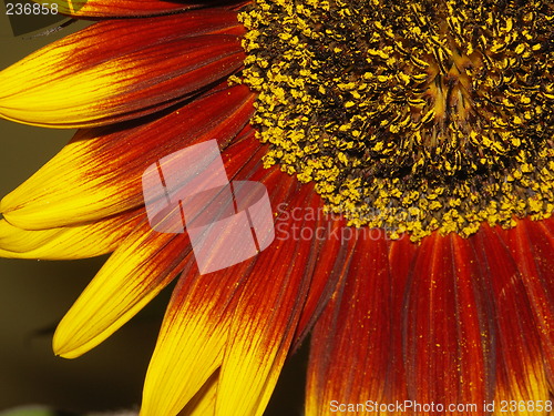 Image of sunflower