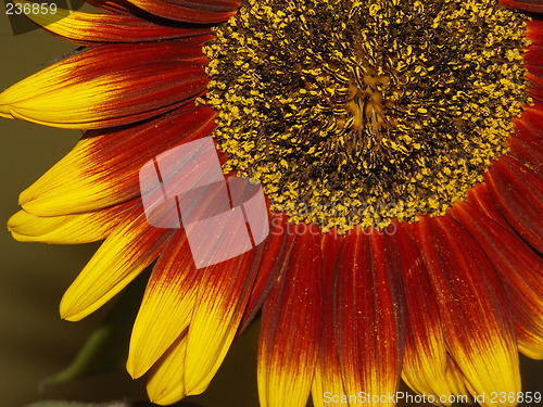 Image of sunflower