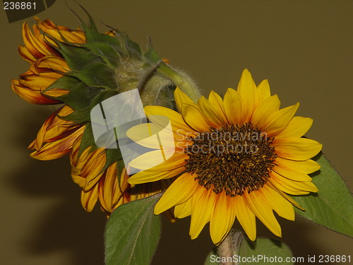 Image of sunflower