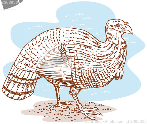Image of Turkey 