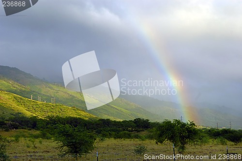 Image of Tropical Rainbow