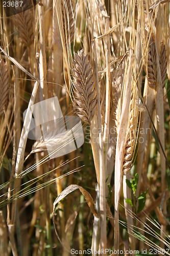 Image of Harvest