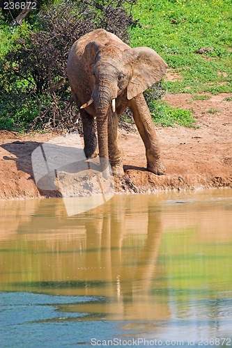 Image of elephant top view