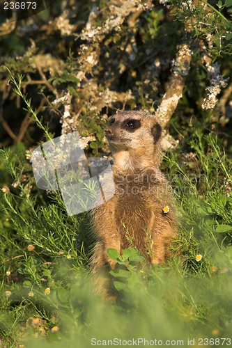 Image of meerkat scout