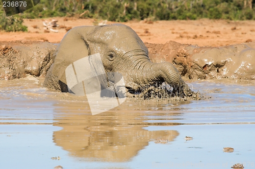 Image of snorkling