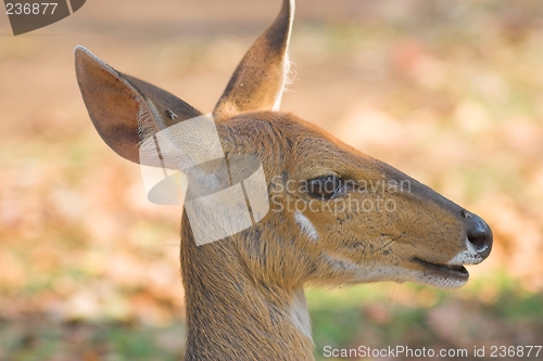 Image of bush buck