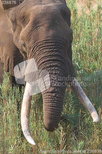 Image of big tusker