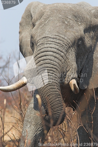 Image of gray tusker