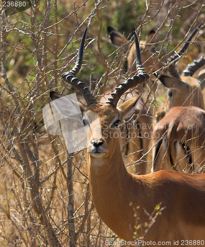 Image of kudu in the bushes
