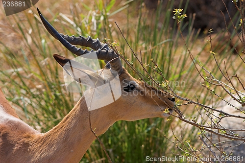 Image of buck in the bushes