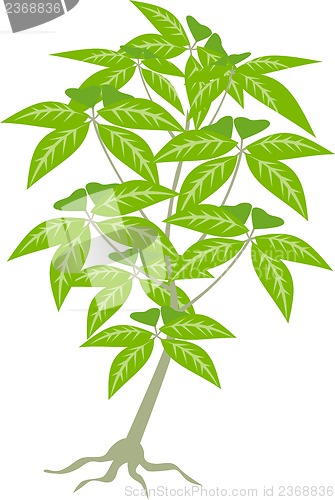 Image of Jungle Plant Leaves