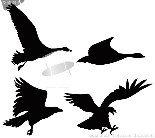 Image of Birds in Retro Style