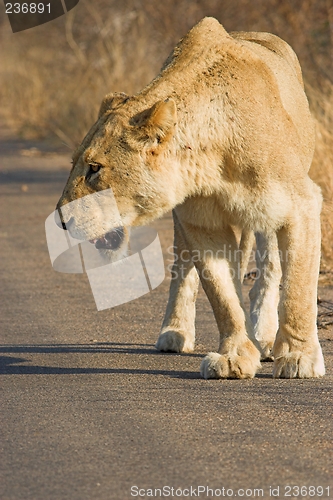 Image of lioness stalking