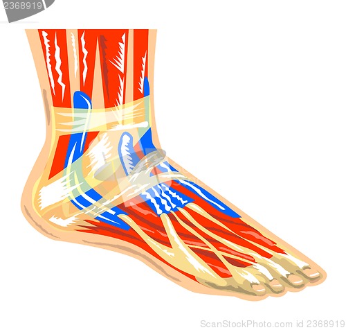 Image of Foot Muscle