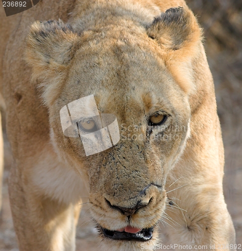 Image of stalking lioness