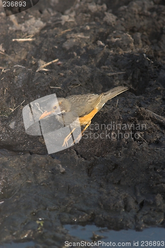 Image of bird in marsh