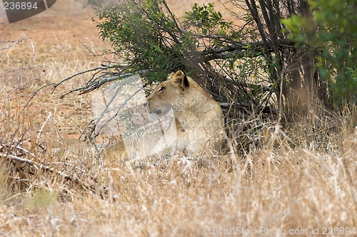 Image of lioness lazing in shade