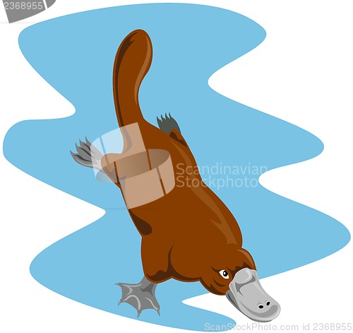 Image of Platypus Diving