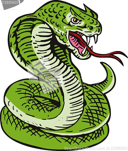 Image of Cobra Viper Snake