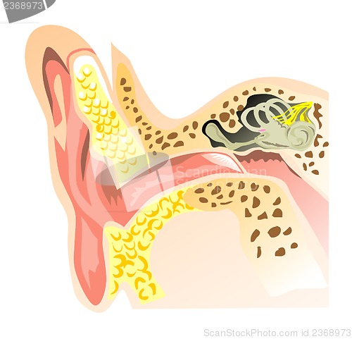 Image of Interior Ear