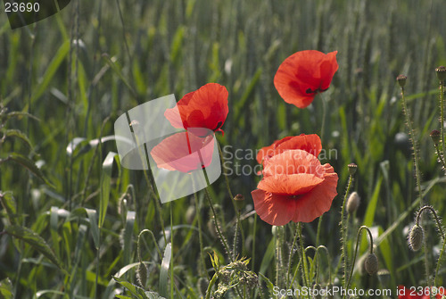 Image of  Red weed