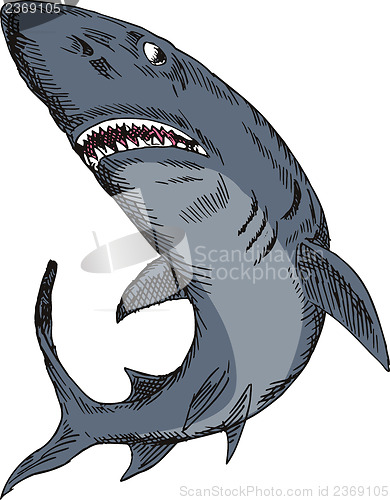 Image of Shark