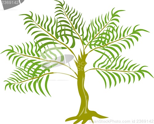 Image of Fern Tree