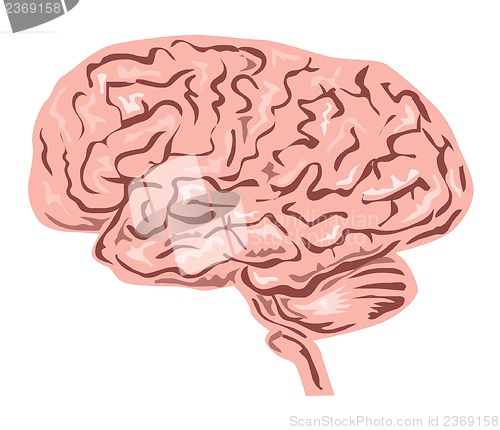 Image of Human Brain