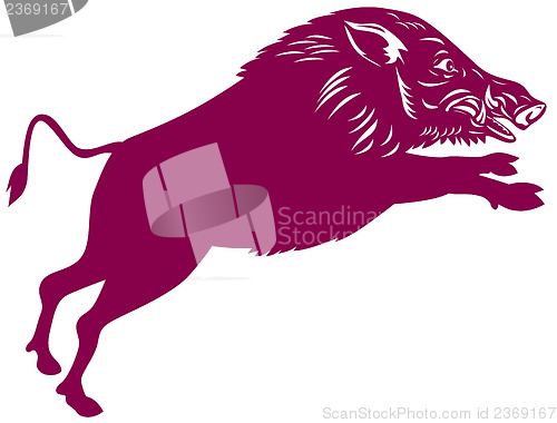 Image of Wild Pig Boar