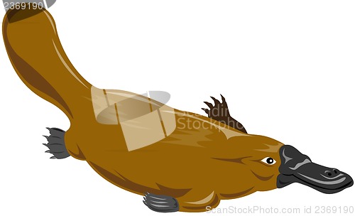 Image of Platypus Diving