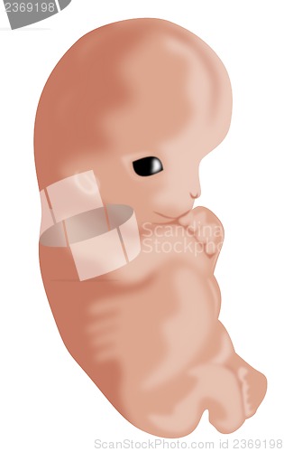 Image of Embryo Seven Week