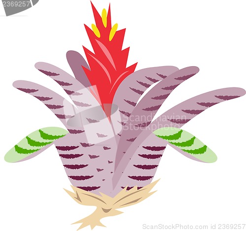 Image of Bromeliad flower Retro
