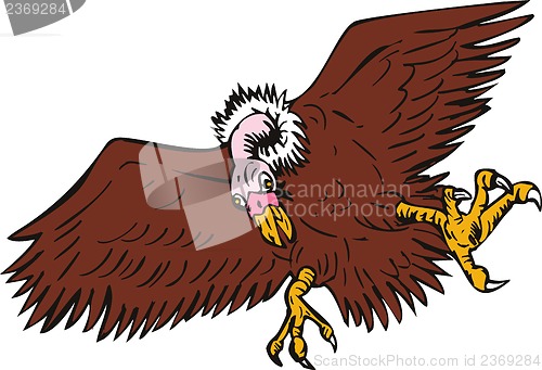 Image of Vulture Buzzard