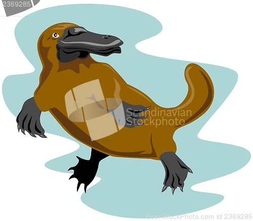 Image of Platypus Front View