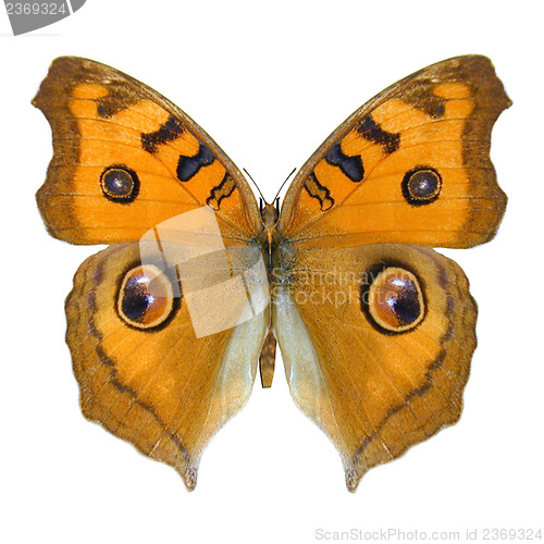 Image of Meadow Argus Butterfly