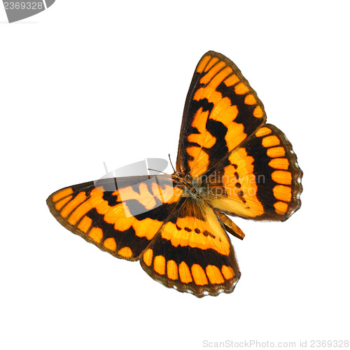 Image of Chequered Skipper