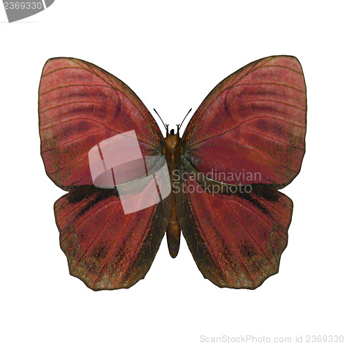 Image of Red Rooster Butterfly
