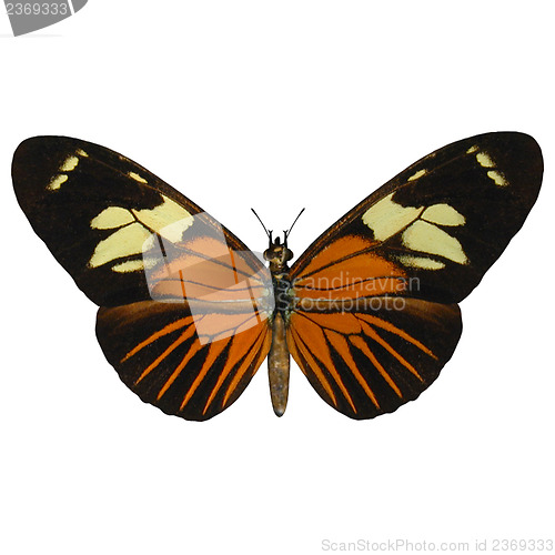Image of Postman Butterfly