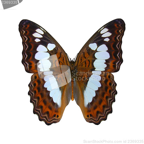 Image of White Admiral Butterfly