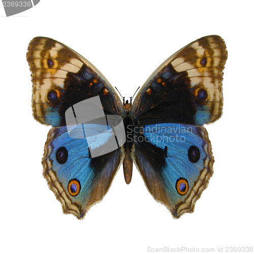 Image of Blue Pansy Butterfly