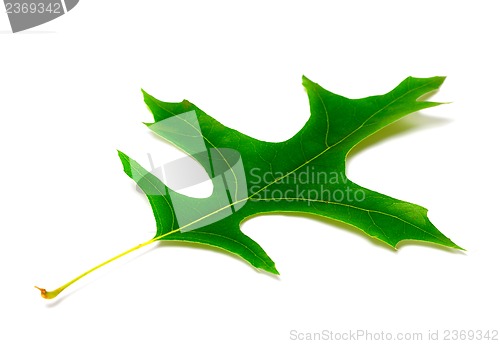 Image of Green leaf of oak
