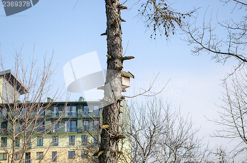 Image of pine tree trunk hang box nesting first spring day 