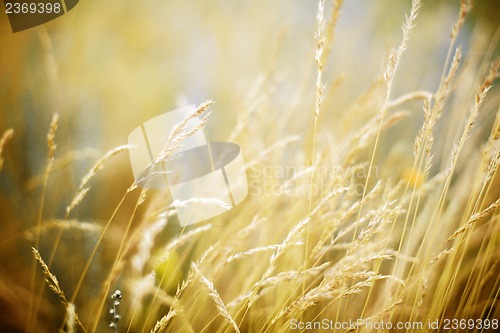 Image of the field blur