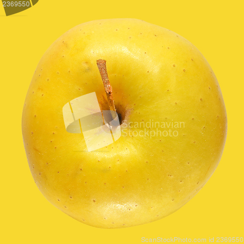 Image of Yellow Apple