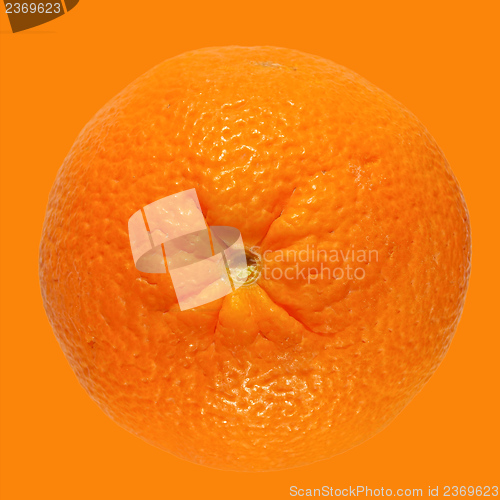 Image of Orange fruit