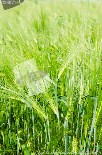 Image of young wheat on farm land 