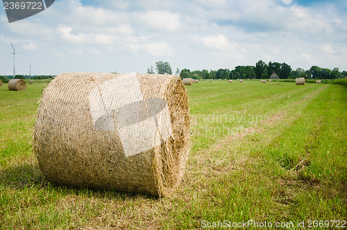 Image of Round hay bales on a meadow