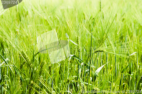 Image of young wheat on farm land 