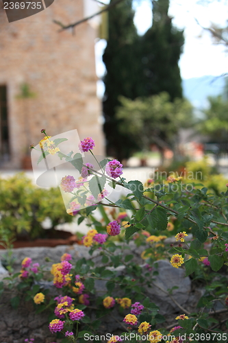 Image of Pretty flowering shrub in a garden