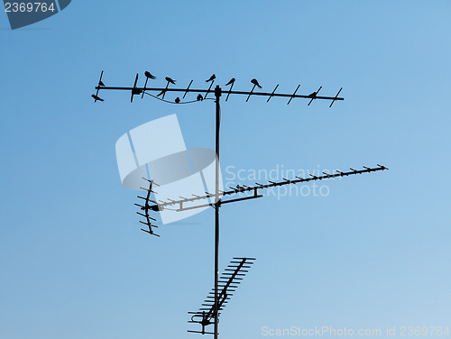 Image of Birds sitting on the television antenna against a blue sky